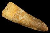 Spinosaurus Tooth - Real Dinosaur Tooth #176626-1